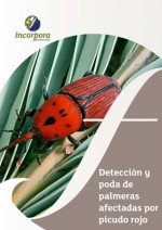 Detección y poda de palmeras afectadas por Picudo Rojo 